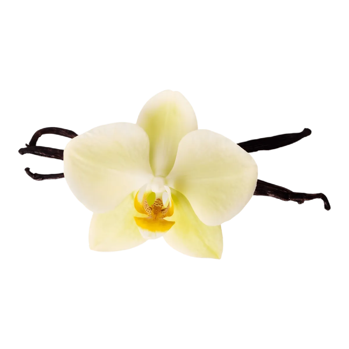 Fleur de vanille Bourbon avec gousses noires en arrière-plan, symbole de l'arôme naturel de l'extrait de vanille de Madagascar SEBALCE.